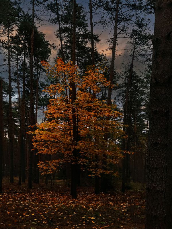 Природа засыпает и на ночь и на зиму..photo preview