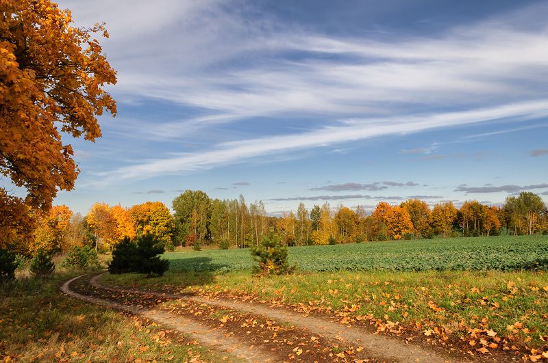 осень поле небо облака пейзаж *** фото превью
