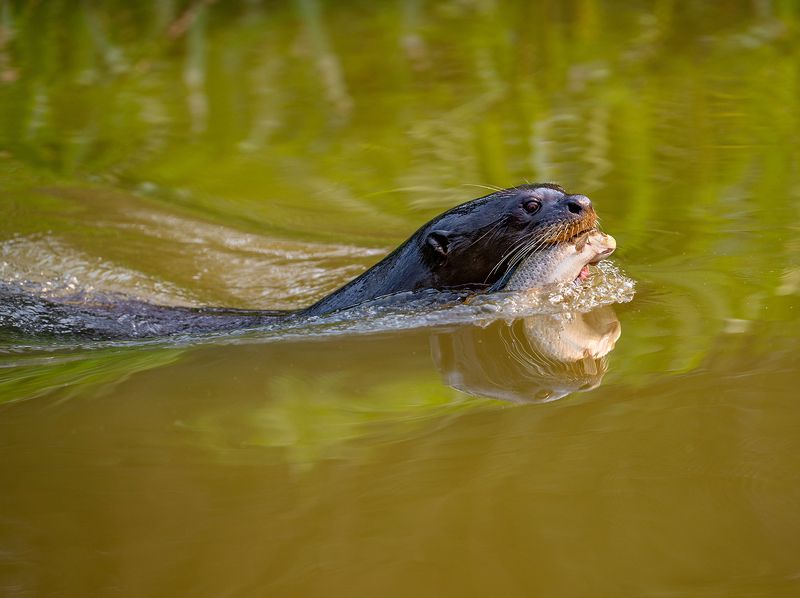 Giant otter and his fishphoto preview