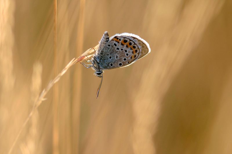 малка пеперудаphoto preview
