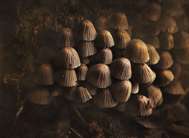 осень, грибы, природа  Жемчужины осениphoto preview