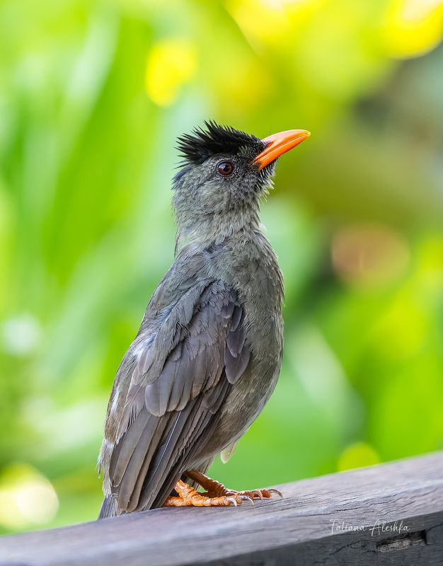 птицы Толстоклювый восточный бюльбюль (seychelles bulbul).photo preview