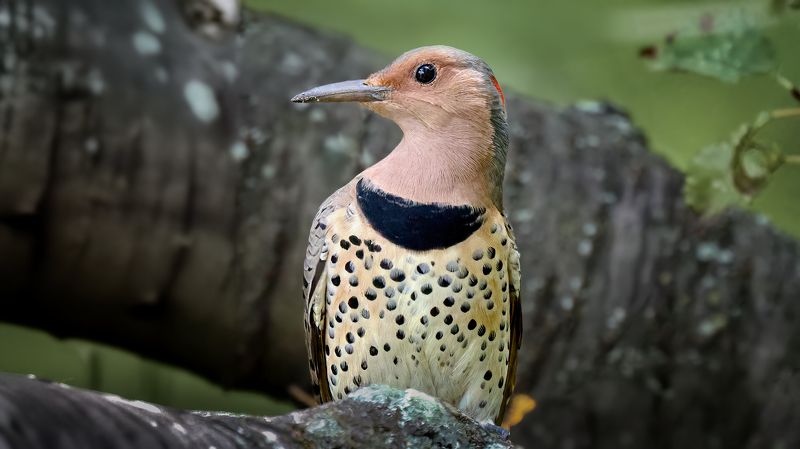 Золотой дятелphoto preview