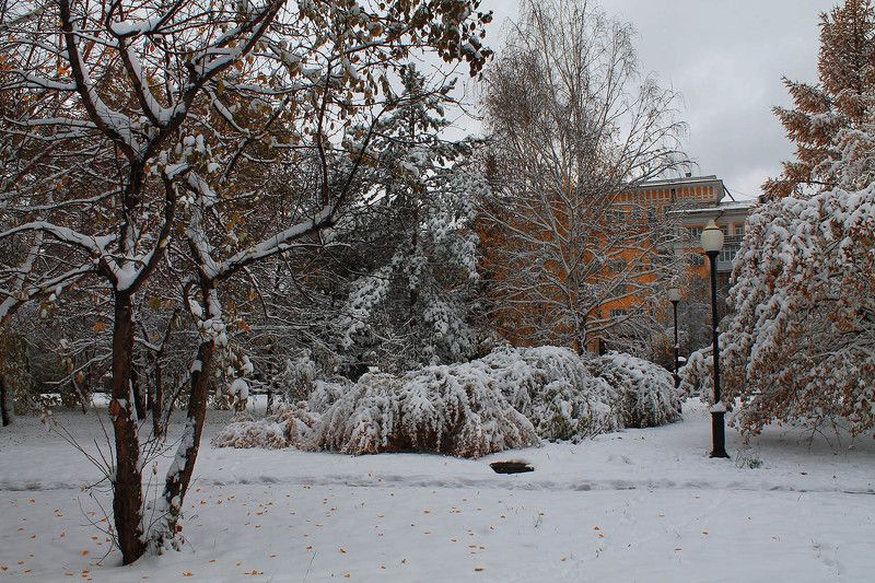 осень, октябрь, сибирь, россия  фото превью