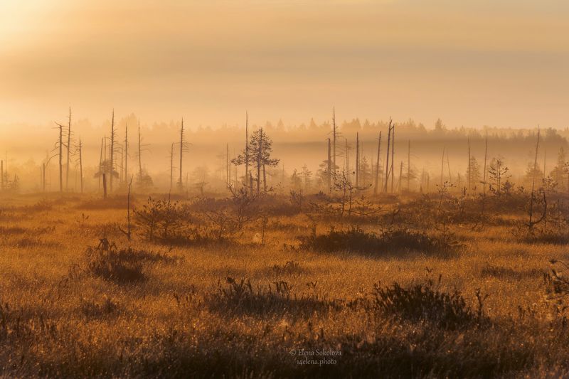 Рассвет на болотеphoto preview