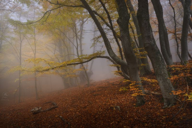 крым, демерджи, фототур в крым, осенний лес В осеннем лесуphoto preview