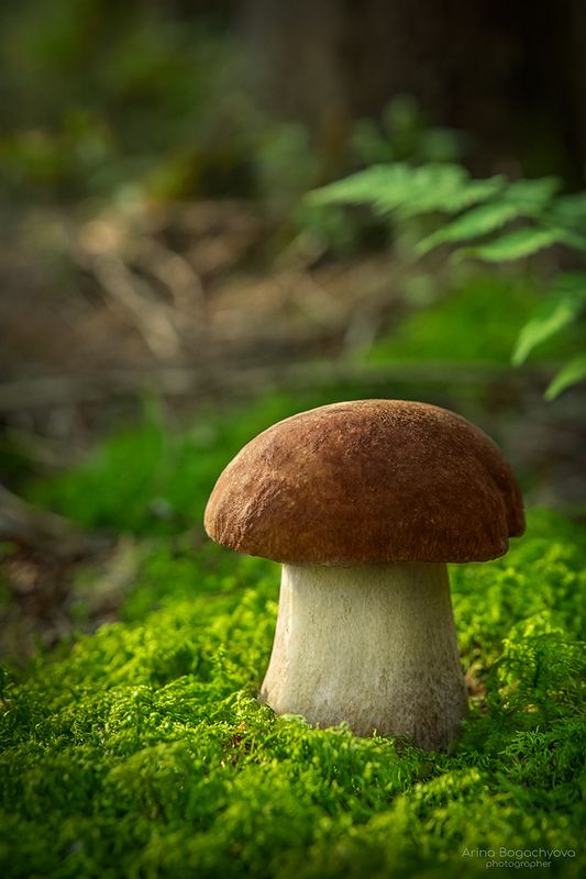 Белыеphoto preview