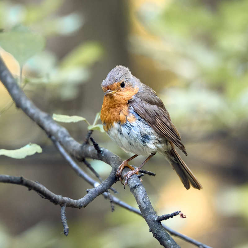 зарянка птица Зарянкаphoto preview