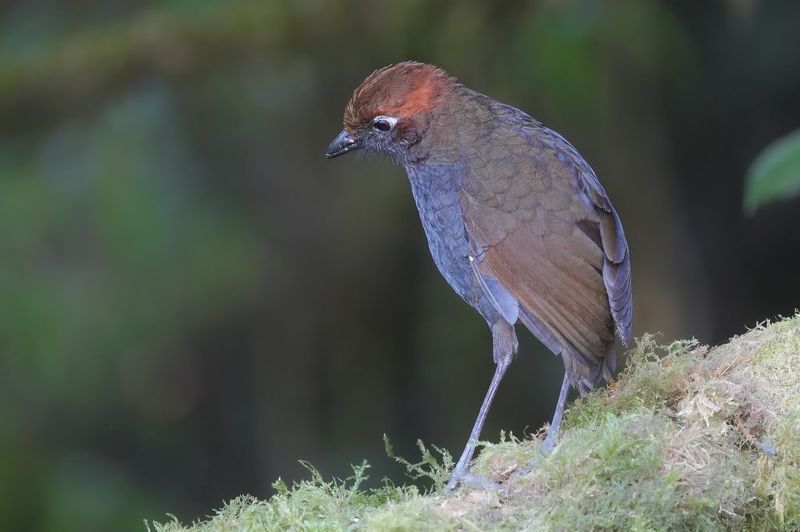 Chestnut-naped Antpittaphoto preview