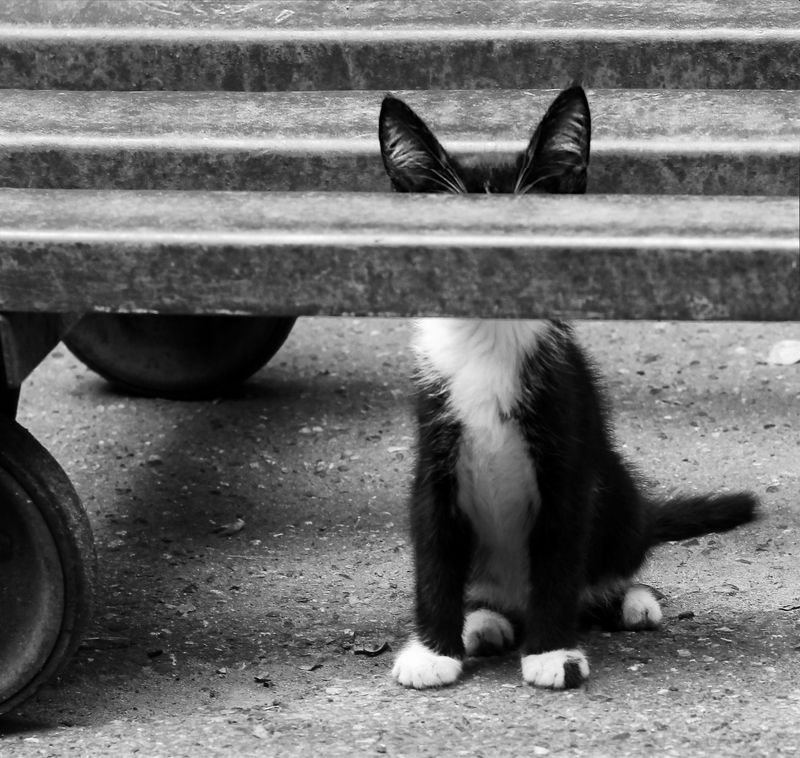 .......photo preview