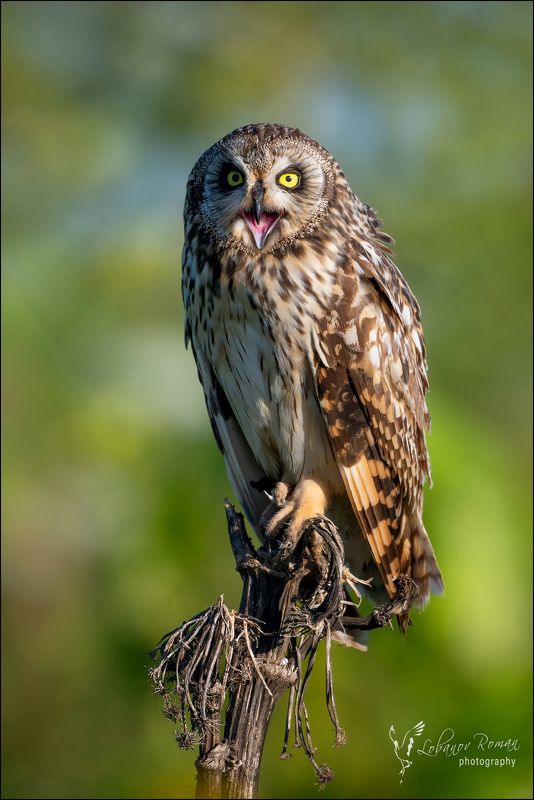 Хорошее настроениеphoto preview