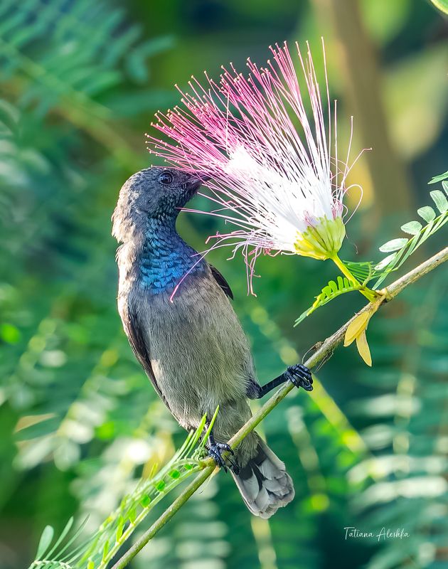 птицы Сейшельская нектарница (Seychelles sunbird)photo preview