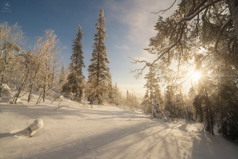 кольский, зима, фототур на кольский, мурманская область, зимний лес, зимний кольский, хибины Солнечный день фото превью