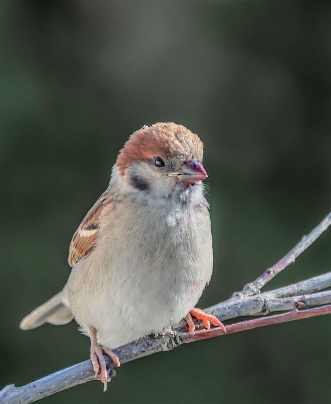 Полевой воробей.photo preview
