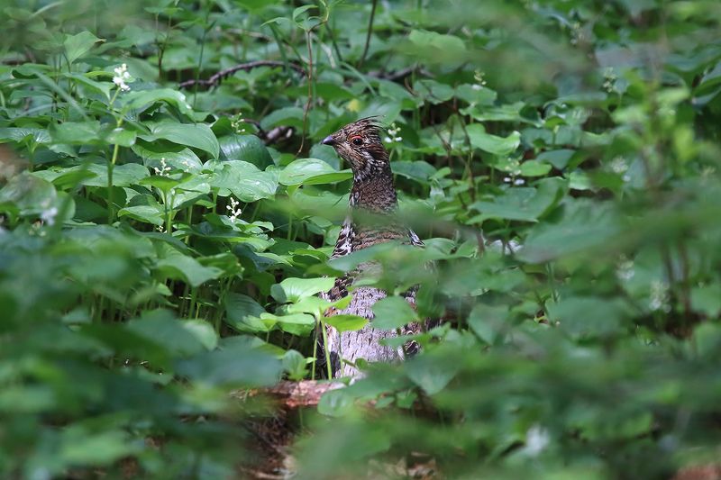 рябчик Рябчикphoto preview