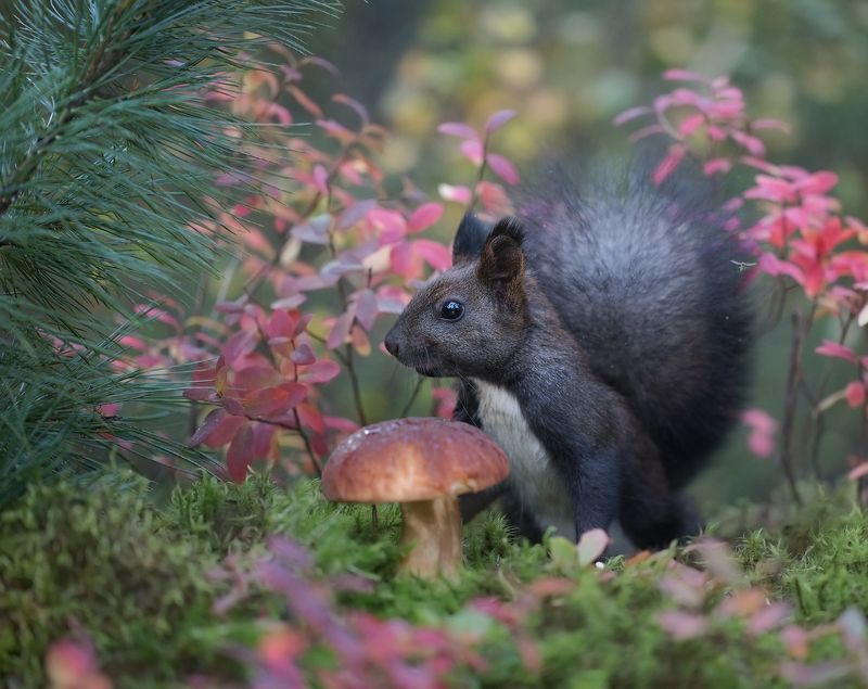 нерюнгри, белка, якутия, дикие_животные, евгениялевина, бурундукиибелкилевиной, женялевина, боровик Удачная находка фото превью