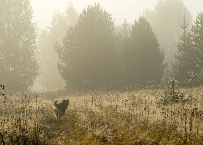 туман, прогулка В туманphoto preview