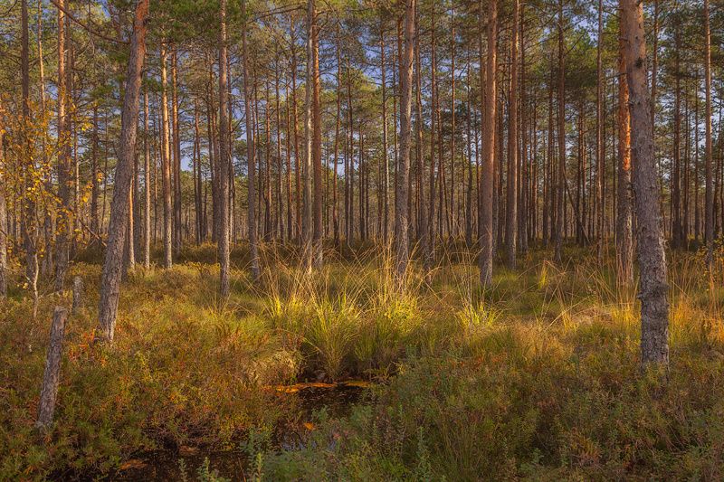 природа Осень....photo preview