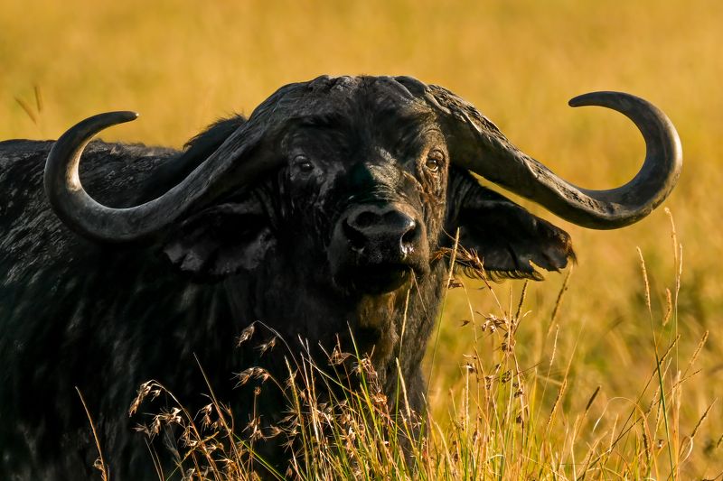 Этих рогов боятся львы...photo preview