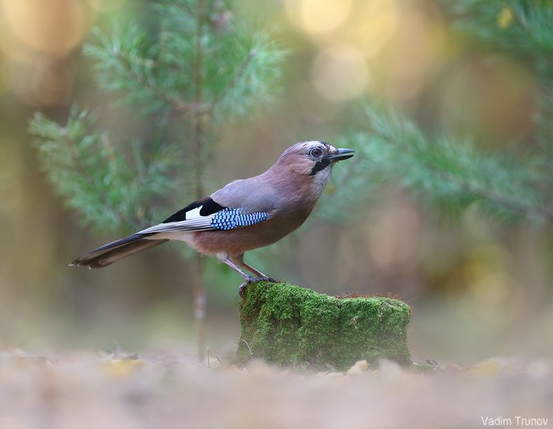 Сойкаphoto preview