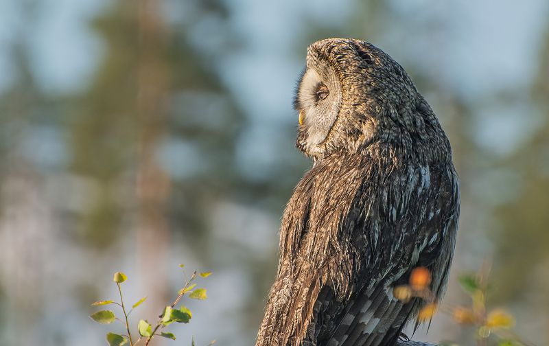 Утренний охотник :)photo preview