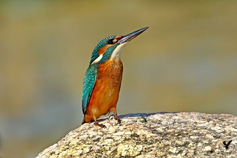 зимородок Ах как хочется высоко, высоко.photo preview