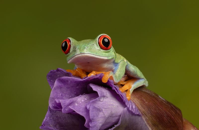 red eyed tree frog, frog, reptiles and amphibians, animals, nature, close up, canon Red Eyed Tree Frogphoto preview