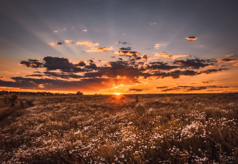 вечер поле ромашки закат лето За ромашками солнце прячется.photo preview