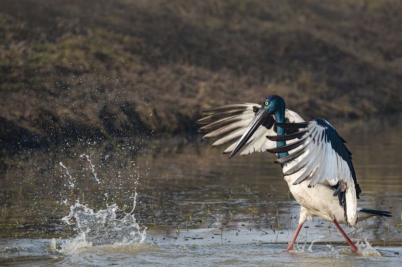BLACK NAKE STORK фото превью