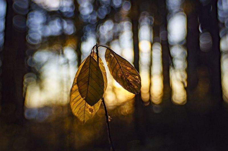 Последние листьяphoto preview