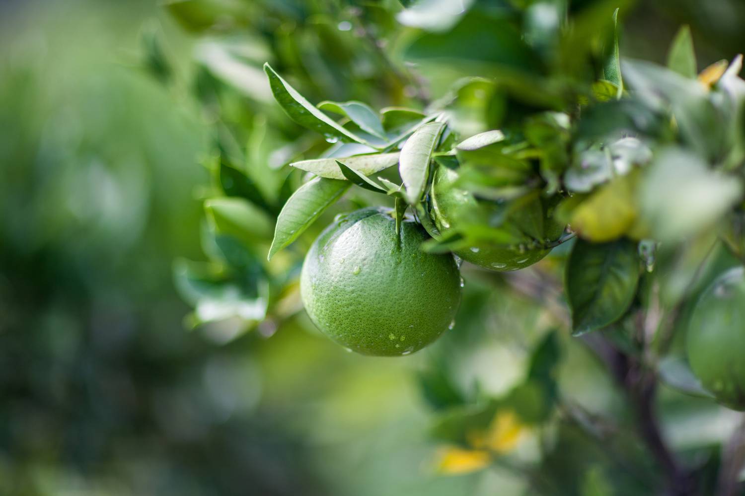 Зреют. Автор: Lilia Tkachenko Апельсин зеленый, Lilia Tkachenko