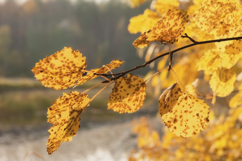 осень, сентябрь, листья, желтые, зарисовка, этюд Осенний этюдphoto preview