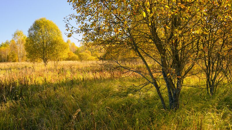 forest, tree, light, foliage, sunlight, morning, meadow, field, autumn, yellow ***photo preview