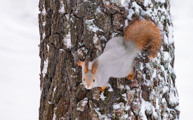 Лесная гостья.photo preview