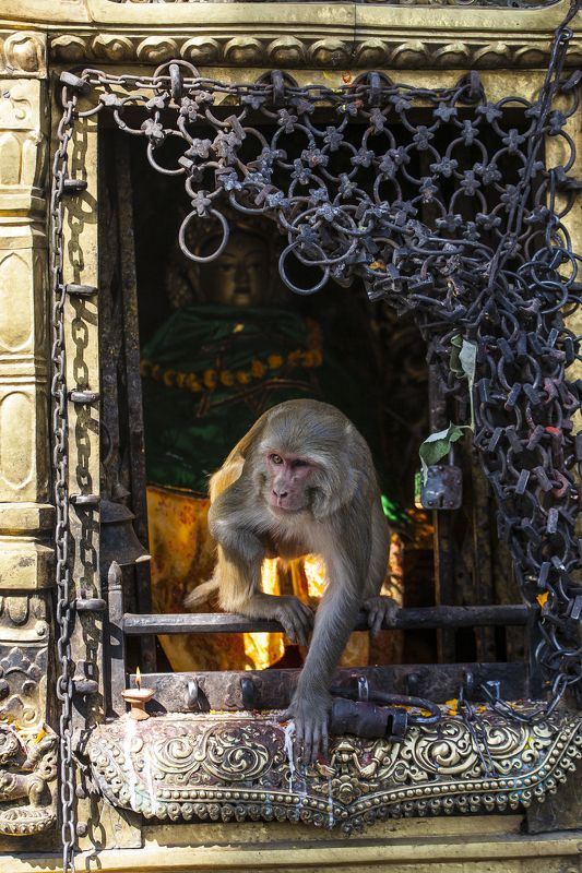 В храме обезьян фото превью