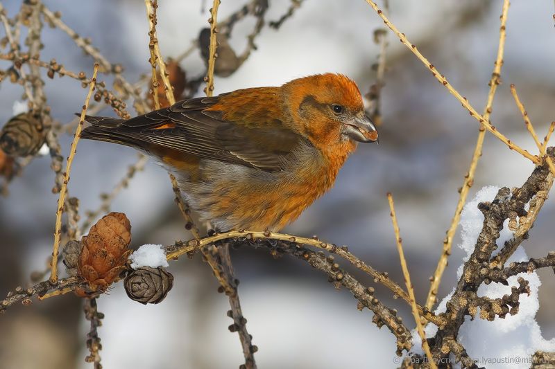 клёст,январь 2016, Crossbill.photo preview