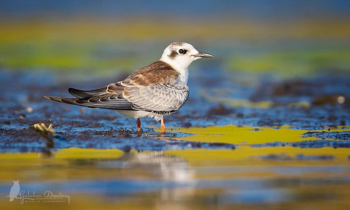 Молодая болотная крачка. Автор: Голубев Дмитрий болотная крачка, крачка, птицы, дикая природа, tern, black tern, bird, Голубев Дмитрий