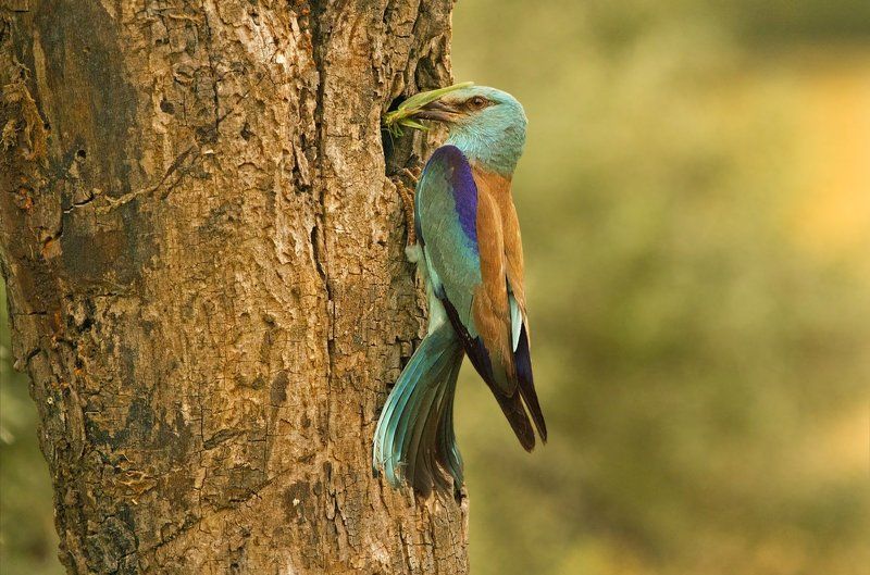 Всё птенцам.photo preview