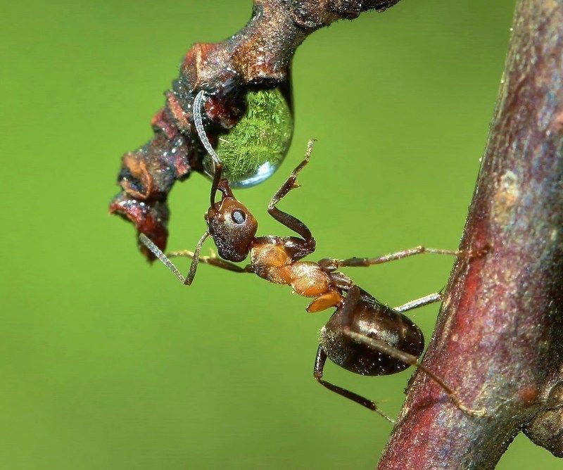 жаркоphoto preview