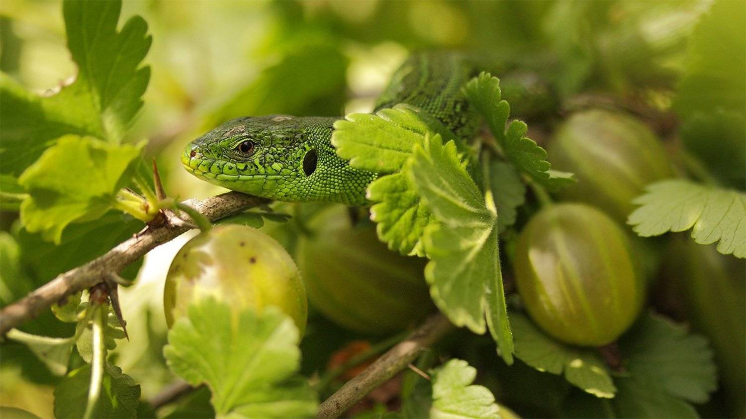 Замаскировался. Автор: Роман Рысь , Роман Рысь