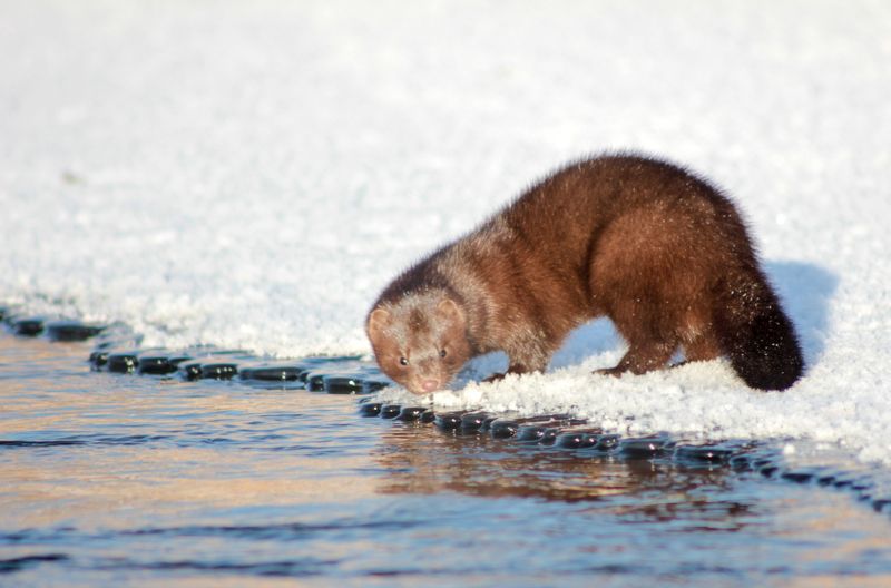 Норочкаphoto preview