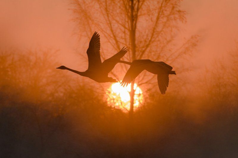 лебедь Кликуны photo preview