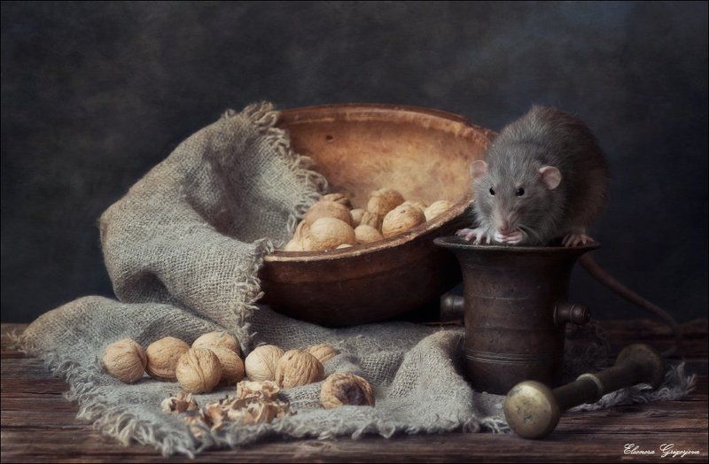 грецкие орехи, дамбо, крыса, мандарины, тыква Крысиные историиphoto preview