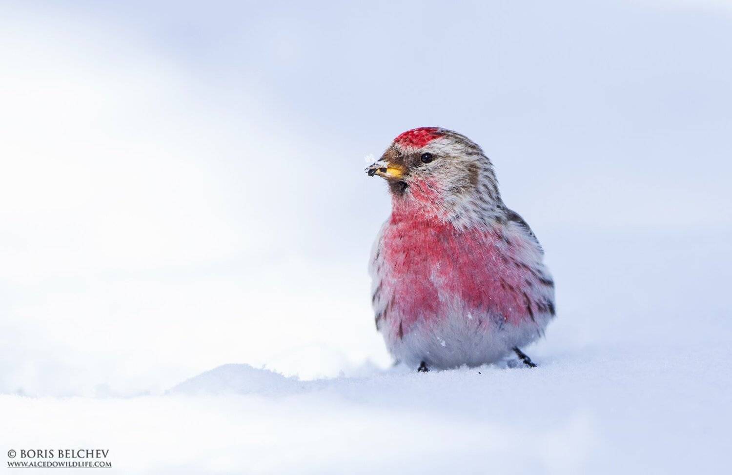 , Борис Белчев
