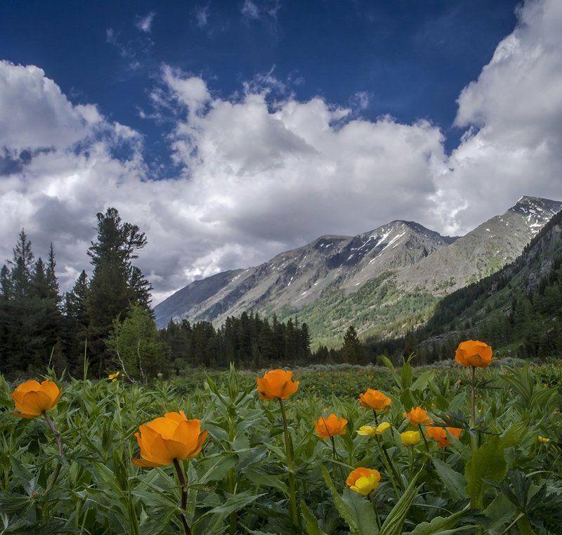 Горный алтай, Горы, Цветы Горный Алтайphoto preview