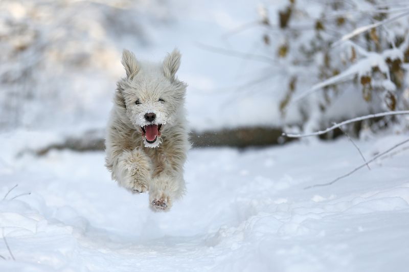 #dog, #nature, #snow, #winter, #зима, #снег, #собака, #эмоции Левитацияphoto preview