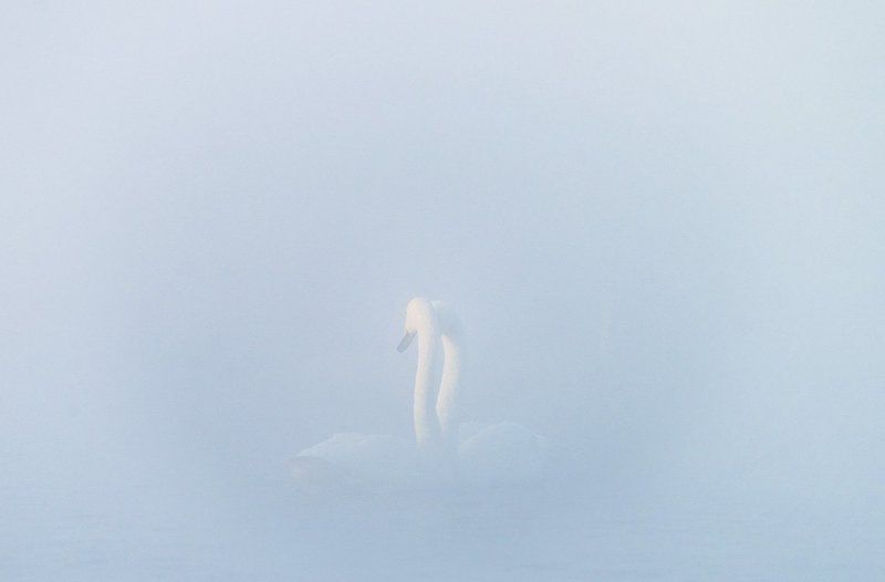 2016, лебедь, зима, Алтай, озеро, туман Лебединый танецphoto preview