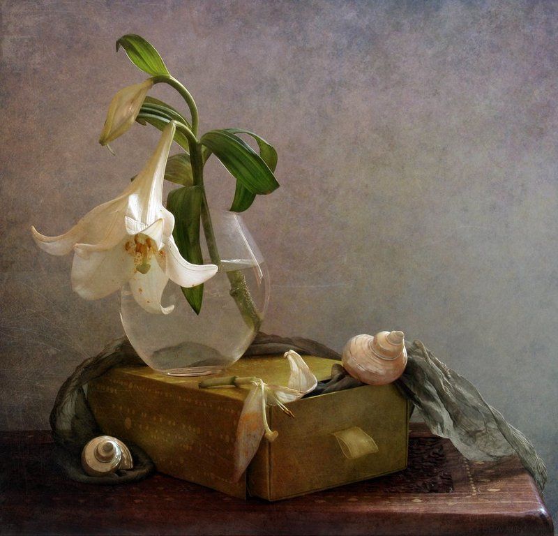 Лилия, Натюрморт, Ракушки, Улитка photo preview