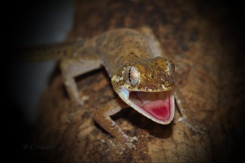 Cyrtodactylus elok, Malaysian Bowfingered Gecko, Reptilia, Геккон, Рептилии, Циртодактилюс кольцехвостый, Ящерица Укушу !!!photo preview