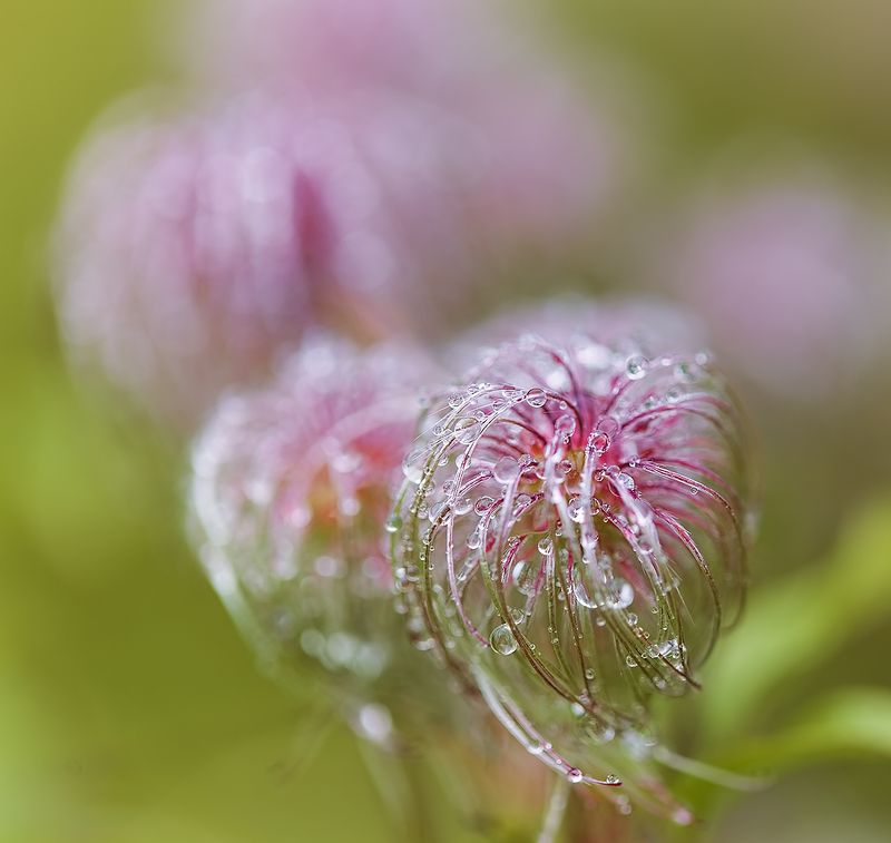 приморье, осень, дождь, макро Сваровски! фото превью
